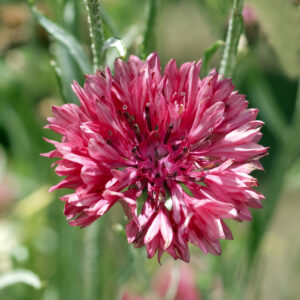 Cornflower Centaurea Cyanus Red Boy