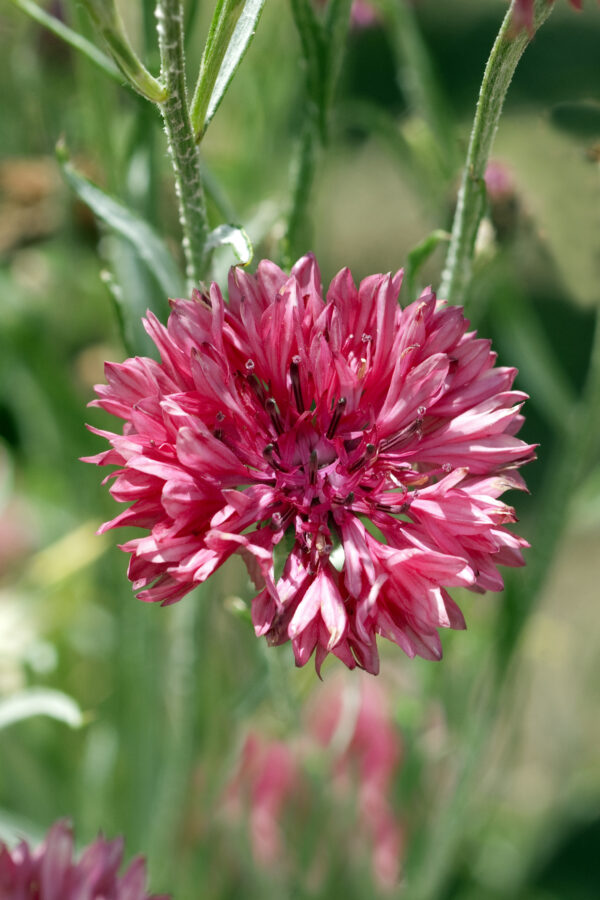 Cornflower Centaurea Cyanus Red Boy