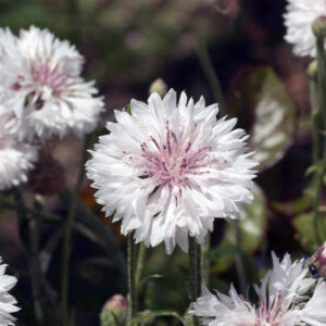 Cornflower Centaurea Cyanus White