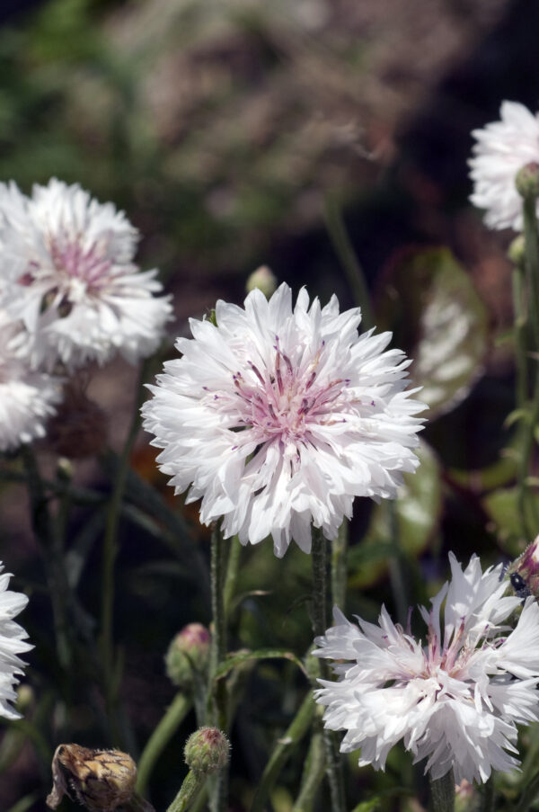 Cornflower Centaurea Cyanus White