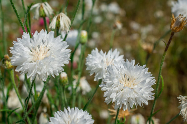 Cornflower Centaurea Cyanus White - Image 2