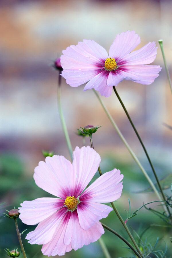 Cosmos Bipinnatus Daydream - Image 2