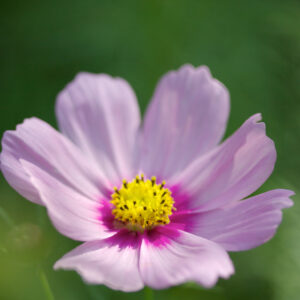 Cosmos Bipinnatus Daydream
