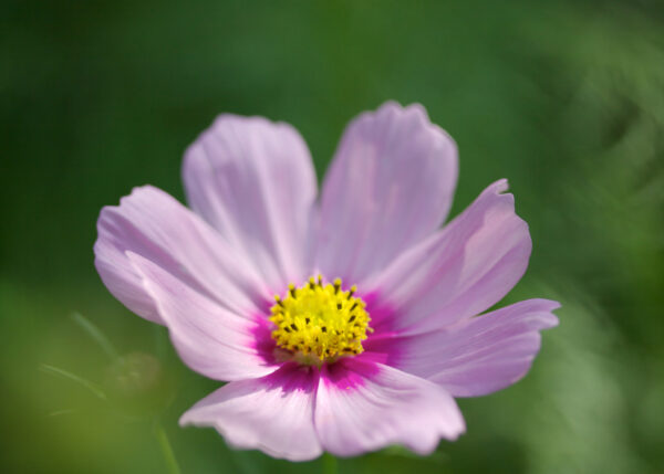 Cosmos Bipinnatus Daydream