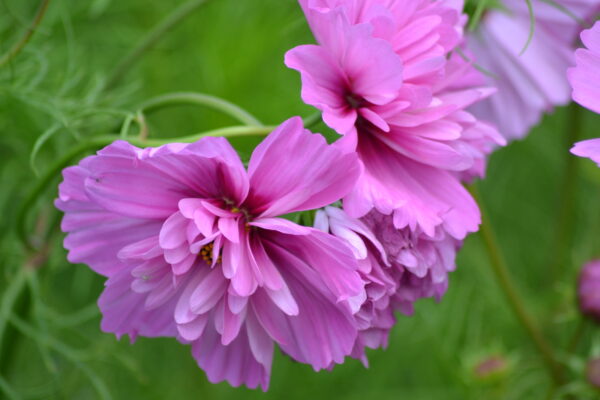 Cosmos Bipinnatus - Fizzy Pink - Image 3