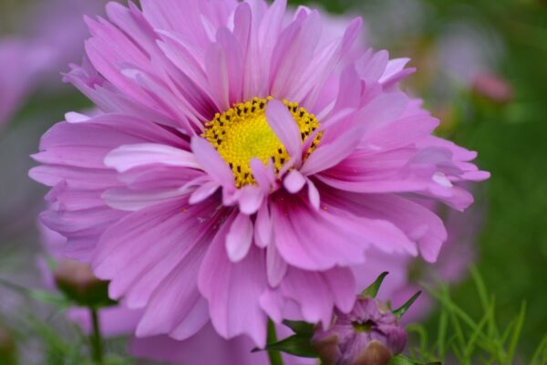 Cosmos Bipinnatus - Fizzy Pink - Image 2