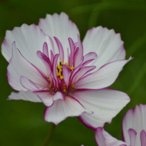 Cosmos Bipinnatus Fizzy Rose Picotee