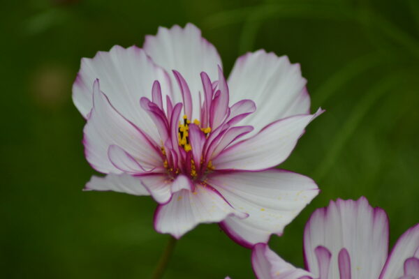 Cosmos Bipinnatus Fizzy Rose Picotee
