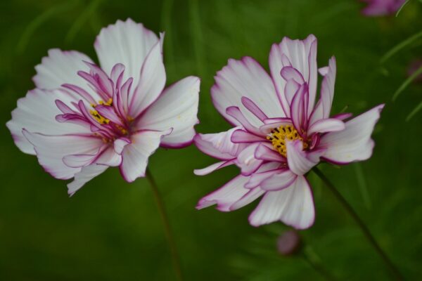 Cosmos Bipinnatus Fizzy Rose Picotee - Image 2