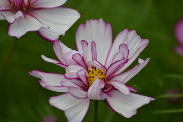 Cosmos Bipinnatus Fizzy Rose Picotee - Image 4