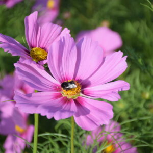 Cosmos Bipinnatus Gloria