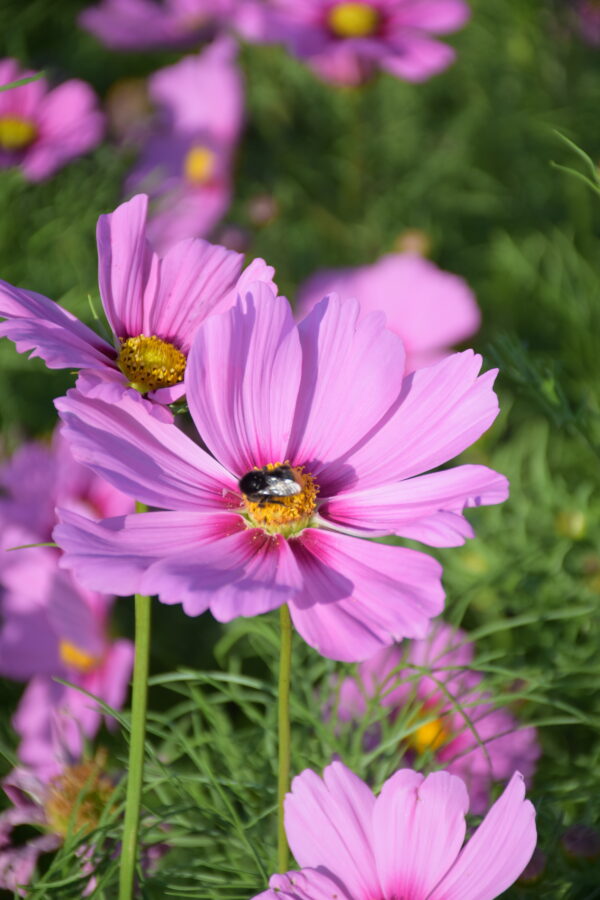 Cosmos Bipinnatus Gloria