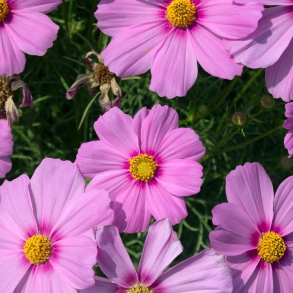 Cosmos Bipinnatus Gloria - Image 3