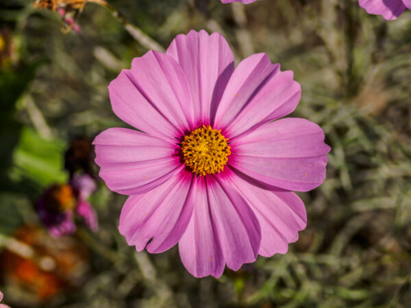 Cosmos Bipinnatus Gloria - Image 2