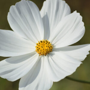 Cosmos Bipinnatus Purity