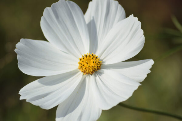 Cosmos Bipinnatus Purity