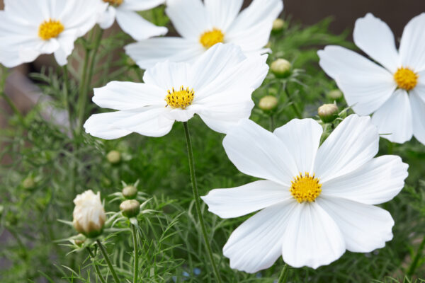 Cosmos Bipinnatus Purity - Image 3