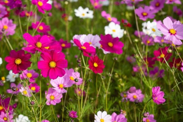 Cosmos Sensation Mix