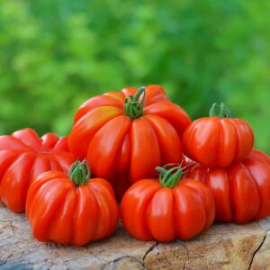Italian Tomato Costoluto Fiorentino