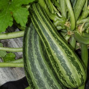 Organic Italian Courgette Cocozelle