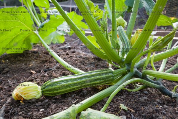 Italian Courgette Romanesco - Image 4