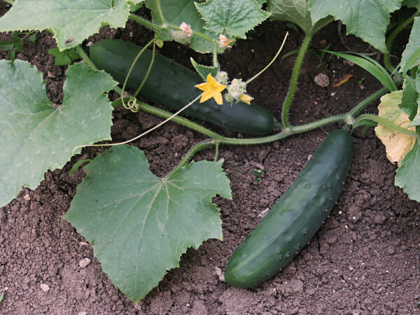 Cucumber Spacemaster 80 - Image 2