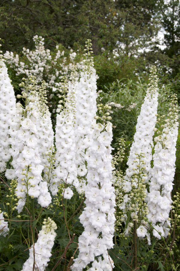 Delphinium Dwarf Magic Fountain Series Pure White - Image 2