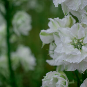 Delphinium Dwarf Magic Fountain Series Pure White
