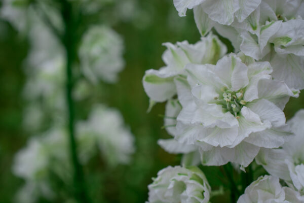 Delphinium Dwarf Magic Fountain Series Pure White