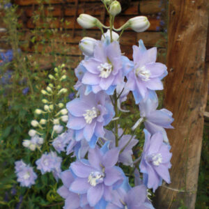 Delphinium Dwarf Magic Fountain Series Sky Blue With White Bee