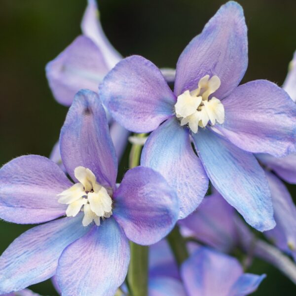 Delphinium Dwarf Magic Fountain Lavender With White Bee - Image 2