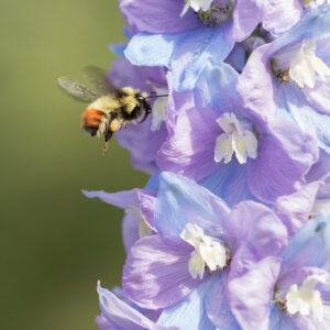 Delphinium Dwarf Magic Fountain Lavender With White Bee