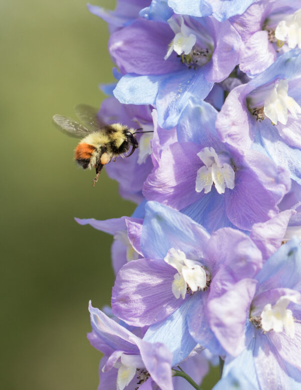 Delphinium Dwarf Magic Fountain Lavender With White Bee