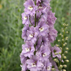 Delphinium Dwarf Magic Fountain Cherry Blossom With White Bee