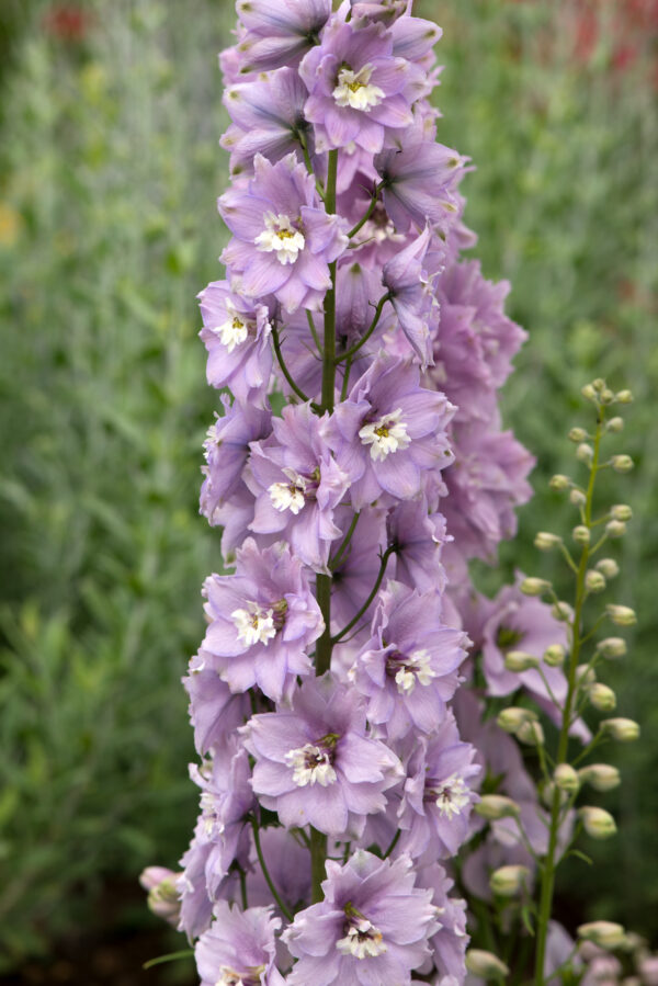Delphinium Dwarf Magic Fountain Cherry Blossom With White Bee