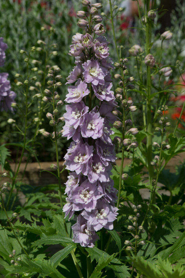 Delphinium Dwarf Magic Fountain Cherry Blossom With White Bee - Image 2