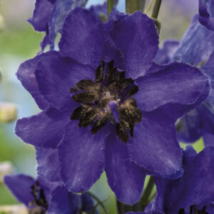 Delphinium Dwarf Magic Fountain Series Dark Blue With Dark Bee