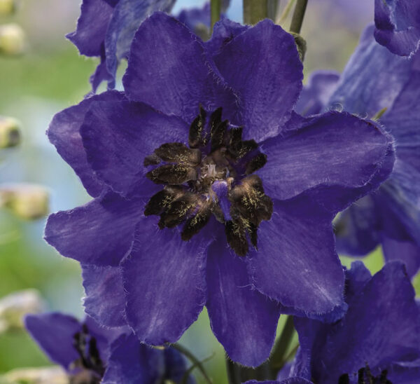 Delphinium Dwarf Magic Fountain Series Dark Blue With Dark Bee