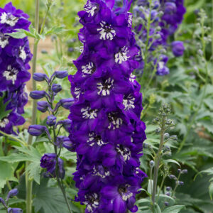 Delphinium Dwarf Magic Fountain Series Dark Blue With White Bee