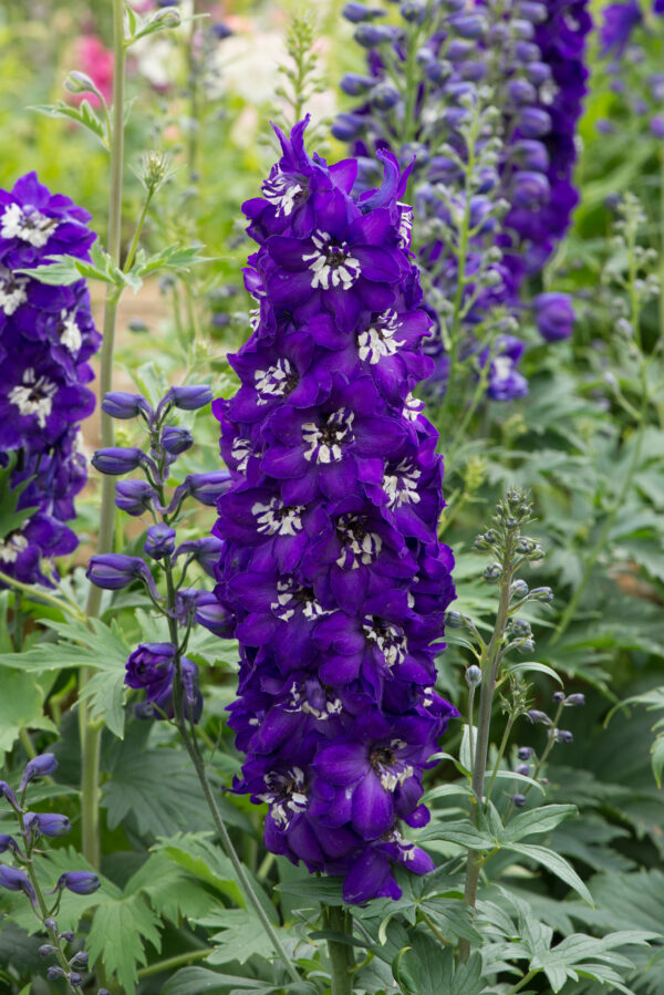 Delphinium Dwarf Magic Fountain Series Dark Blue With White Bee