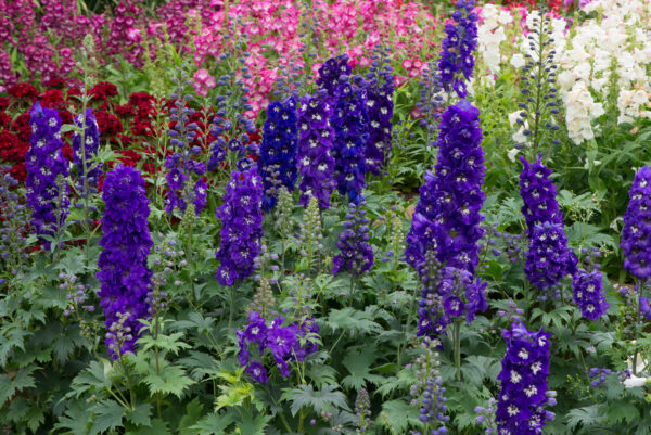 Delphinium Dwarf Magic Fountain Series Dark Blue With White Bee - Image 2