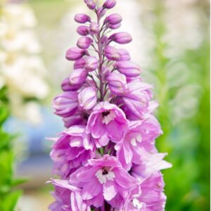 Delphinium Pacific Giant Astolat