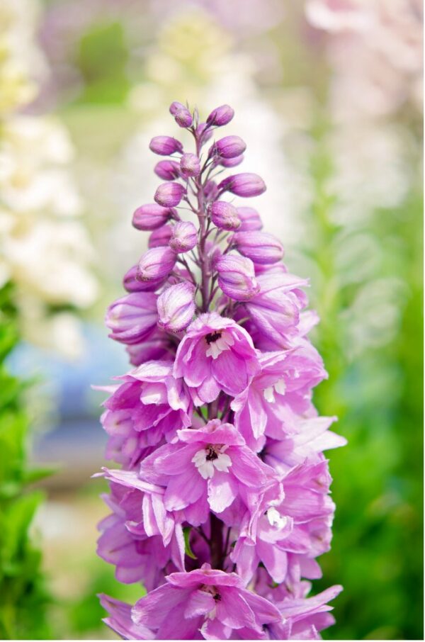 Delphinium Pacific Giant Astolat