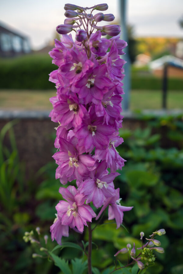 Delphinium Pacific Giant Astolat - Image 2