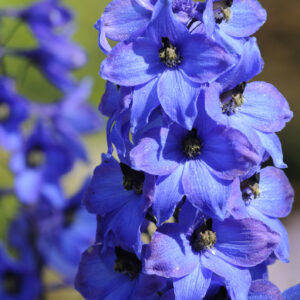 Delphinium Pacific Giant Blue Jay