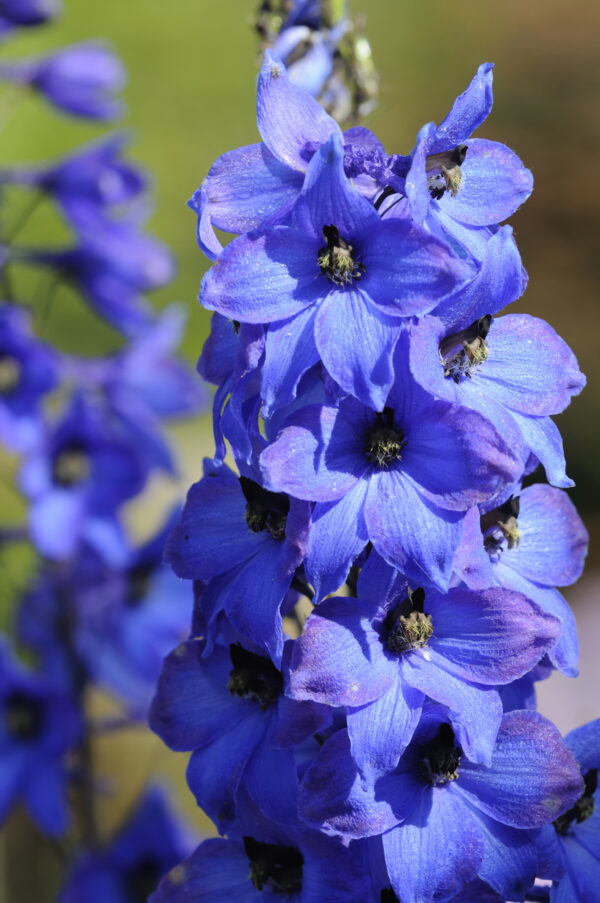 Delphinium Pacific Giant Blue Jay