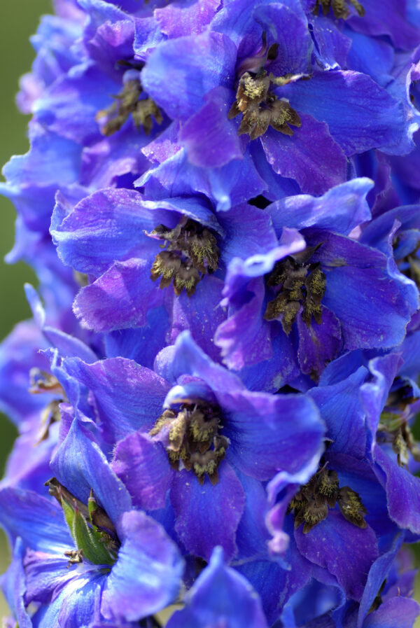 Delphinium Pacific Giant Blue Jay - Image 2