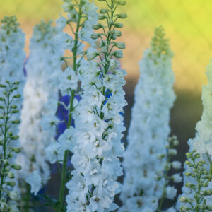 Delphinium Pacific Giant Gallahad
