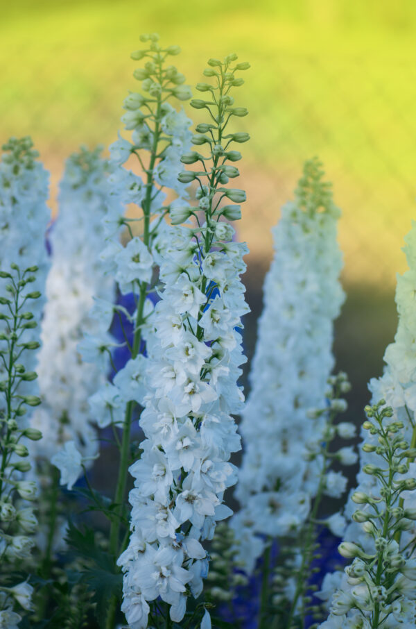 Delphinium Pacific Giant Gallahad