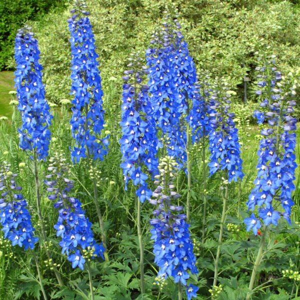 Delphinium Pacific Giant Summer Skies - Image 2